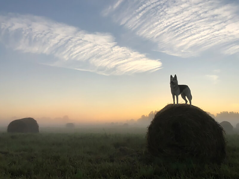 Фото Собака на стоге сена